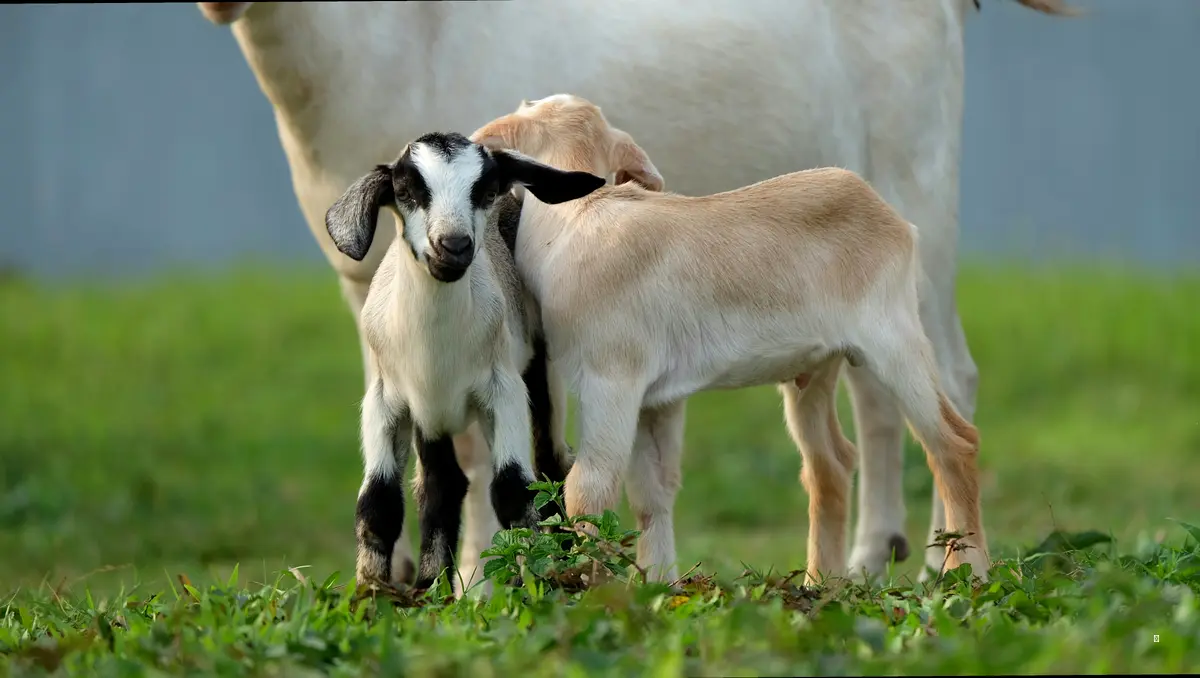 산양유 초유 단백질, 이런 점이 특별해요!